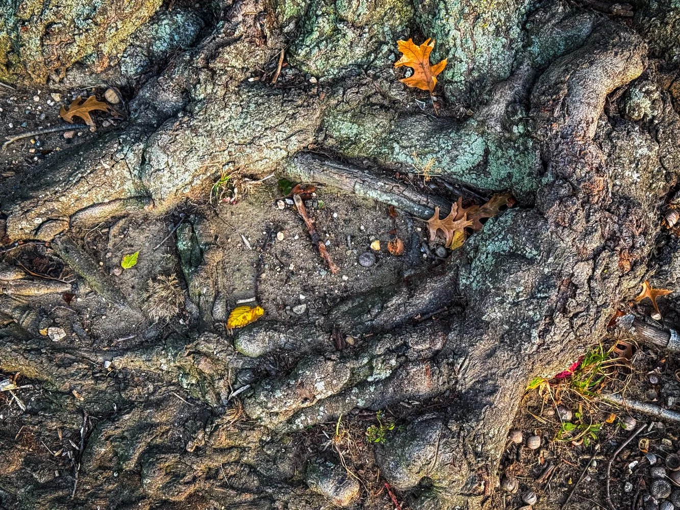 Artist_Cheryl_Aden_Root Rhythm_2025_Archival Pigment Print_12x16.jpg