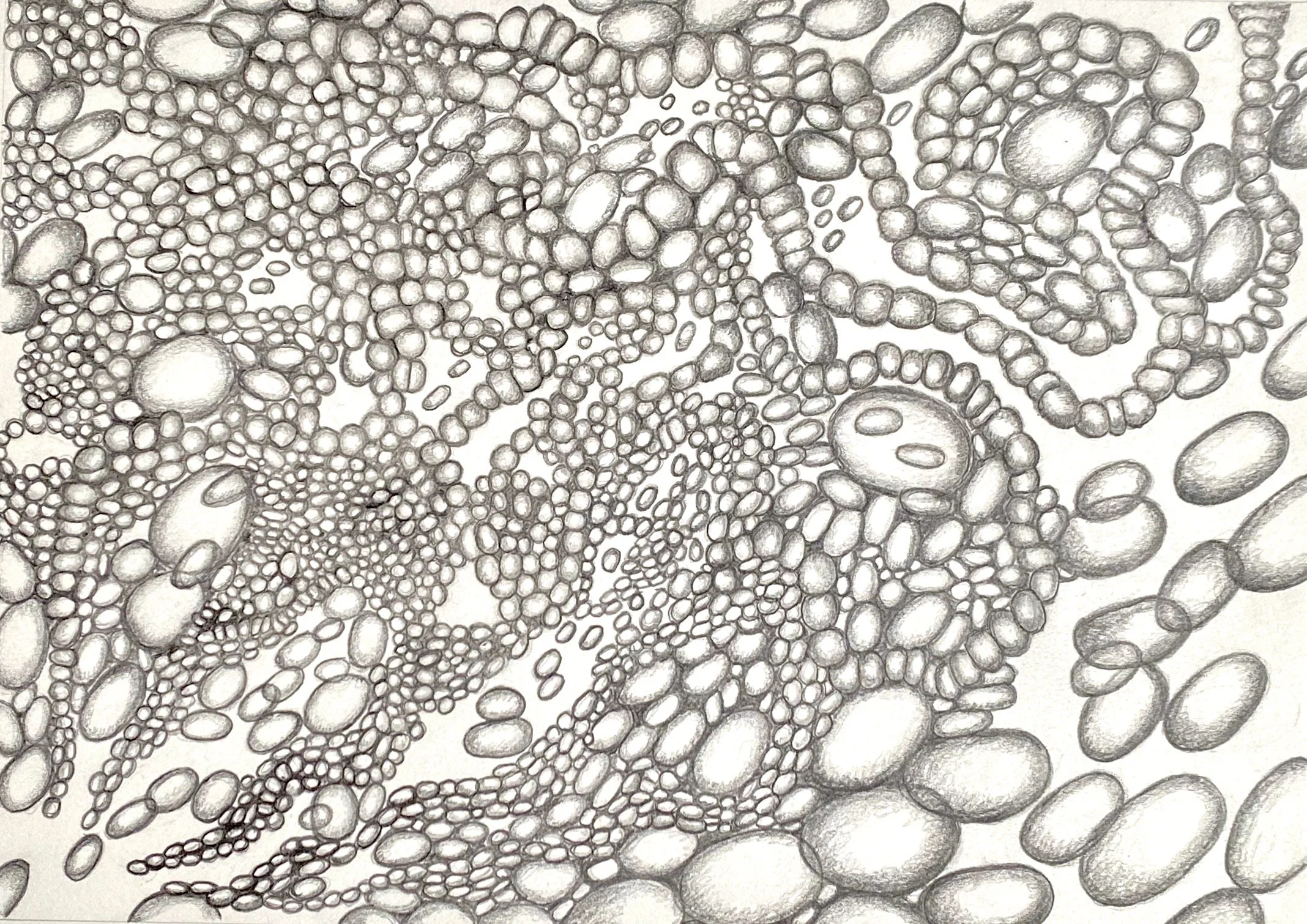 18 Ovoids, 2024, graphite on paper, 14 x 11%22 Spitz.jpeg