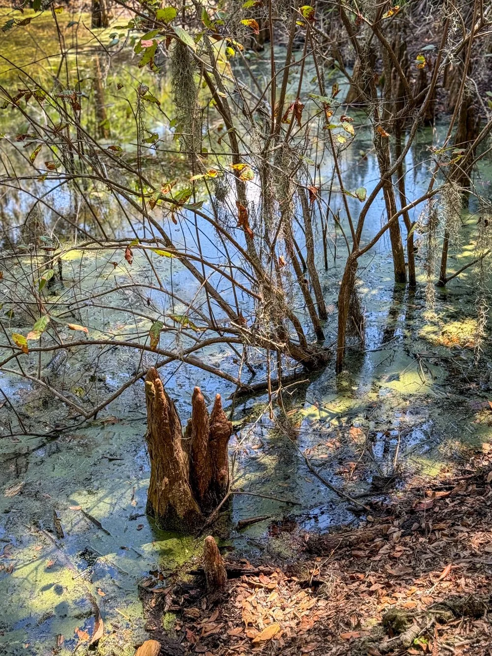 Artist_Cheryl_Aden_Cypress Knees_2025_Archival Pigment Print_16x12.jpg