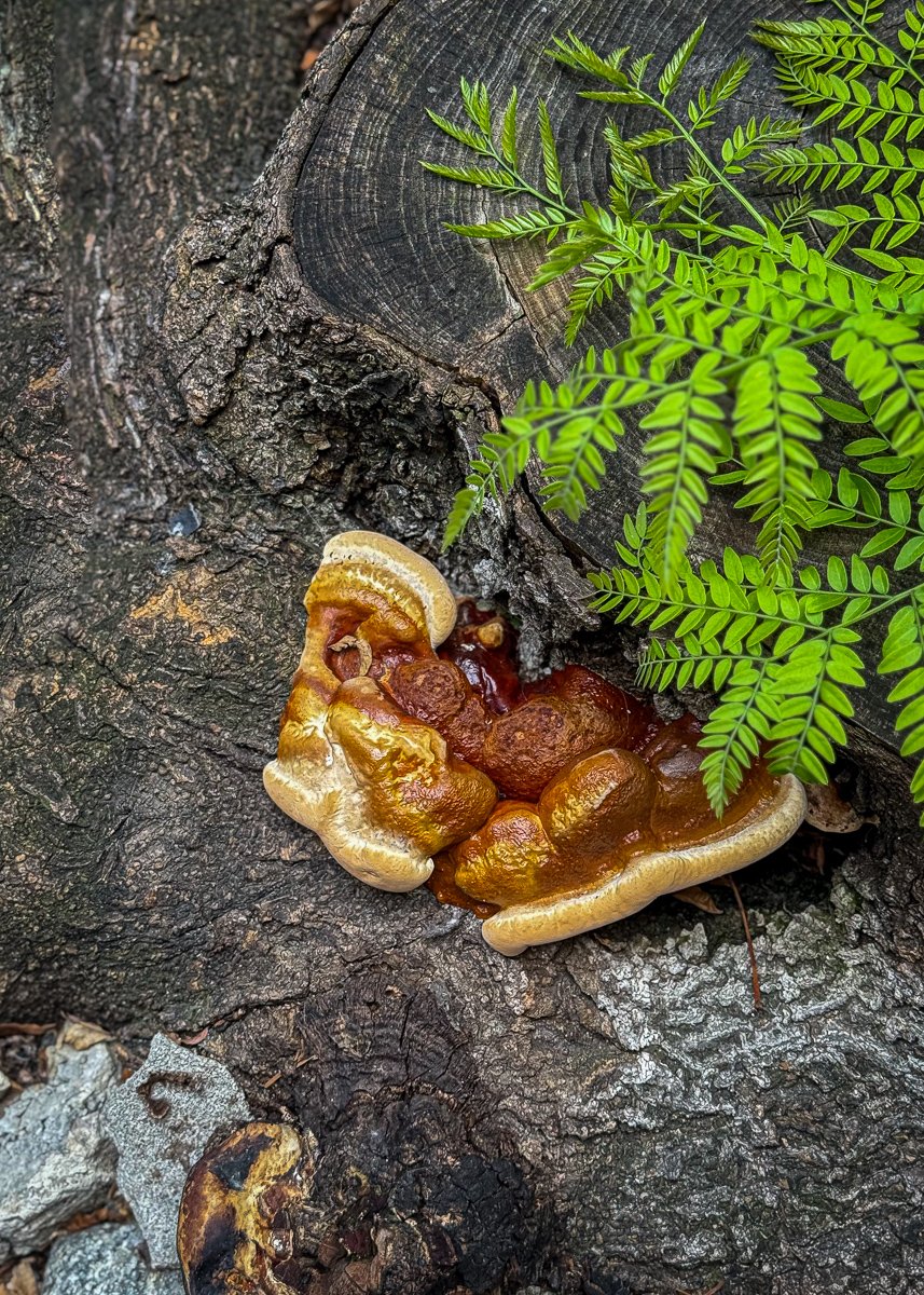 Growing on Trees.jpg