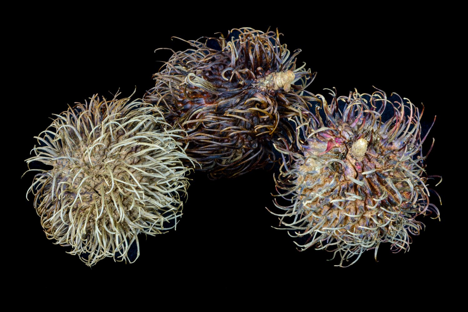 Artist_Cheryl_Aden_Triad_2026_Archival Pigment Print_7x10.jpg