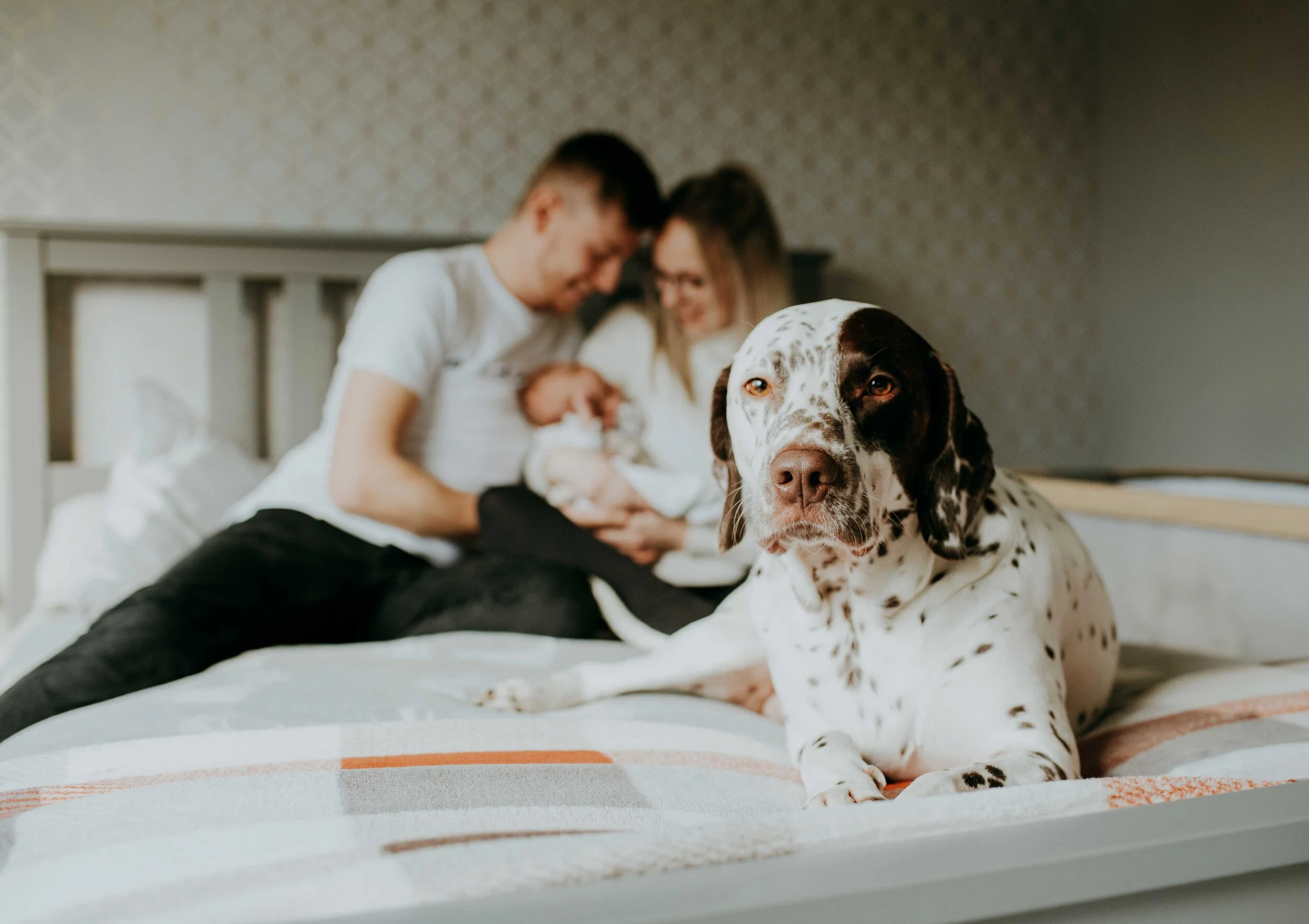 A spotted dog lying on a bed in the foreground, with a blurred background of a man and woman holding a baby.