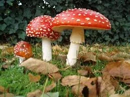 Group of red and white mushrooms growing among fallen leaves in a forest.