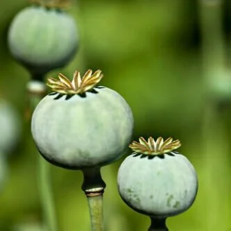 Close-up of three green poppy seed pods among green foliage.