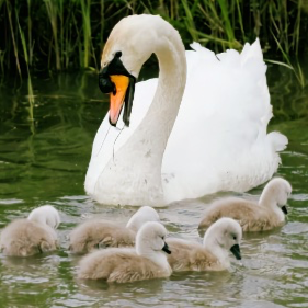 A white adult swan swimming in a pond with six fluffy gray ducklings.