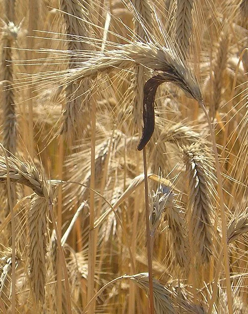 A snake sticking its head up among wheat stalks in a field.