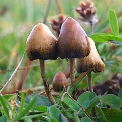Group of small brown mushrooms growing among grass and plants.