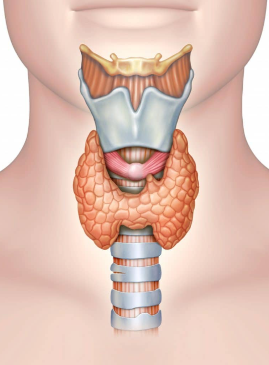 January Is Thyroid Awareness Month | Shoreline Endocrinology