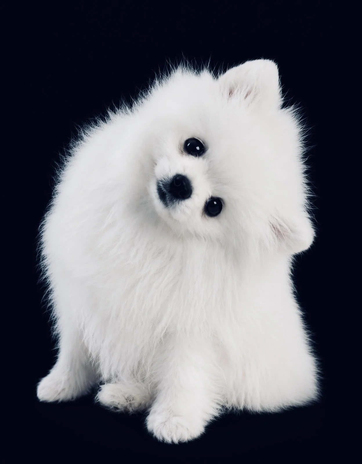 A close-up of a cute, fluffy white puppy with black eyes and nose, sitting against a black background, looking at the camera.