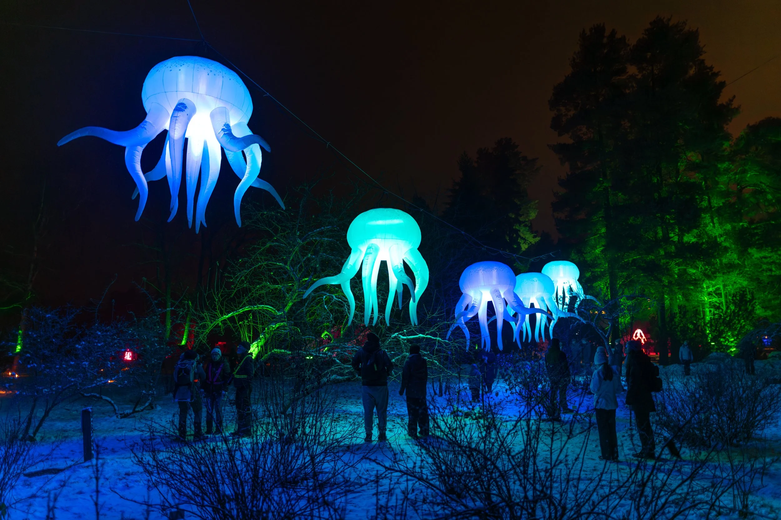 Jellyfish / Paradedesign, Ranska