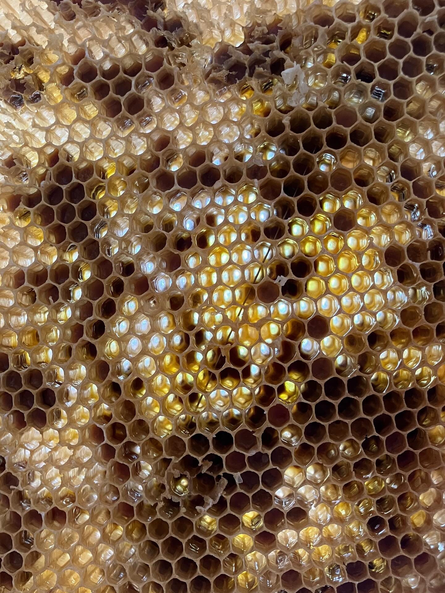 Propolis 🐝 ist wunderbar f&uuml;r das Immunsystem. Laut Anthony William @medicalmedium ist Propolis ein wirksames antivirales und antibakterielles Heilmittel und kann Infektionen verschiedener Art verlangsamen, r&uuml;ckg&auml;ngig machen oder sogar