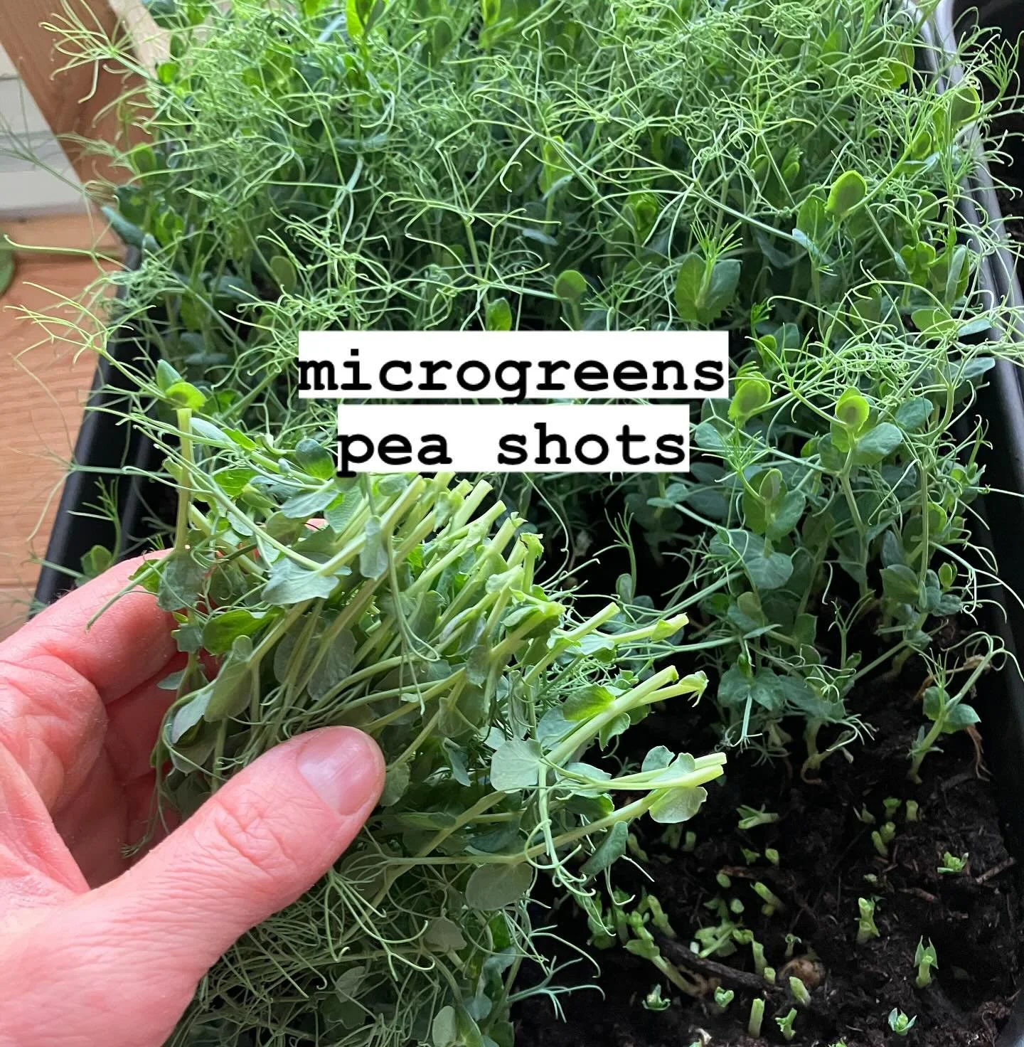Sprossen und Keimlinge &ndash; Microgreens: Ein Kraftpaket f&uuml;r deine Gesundheit

Zu Weihnachten habe ich eine Anzuchtlampe bekommen, denn ich wollte unbedingt mit der Microgreen-Zucht im Winter starten und Jungpflanzen vorziehen. Schon vor einig