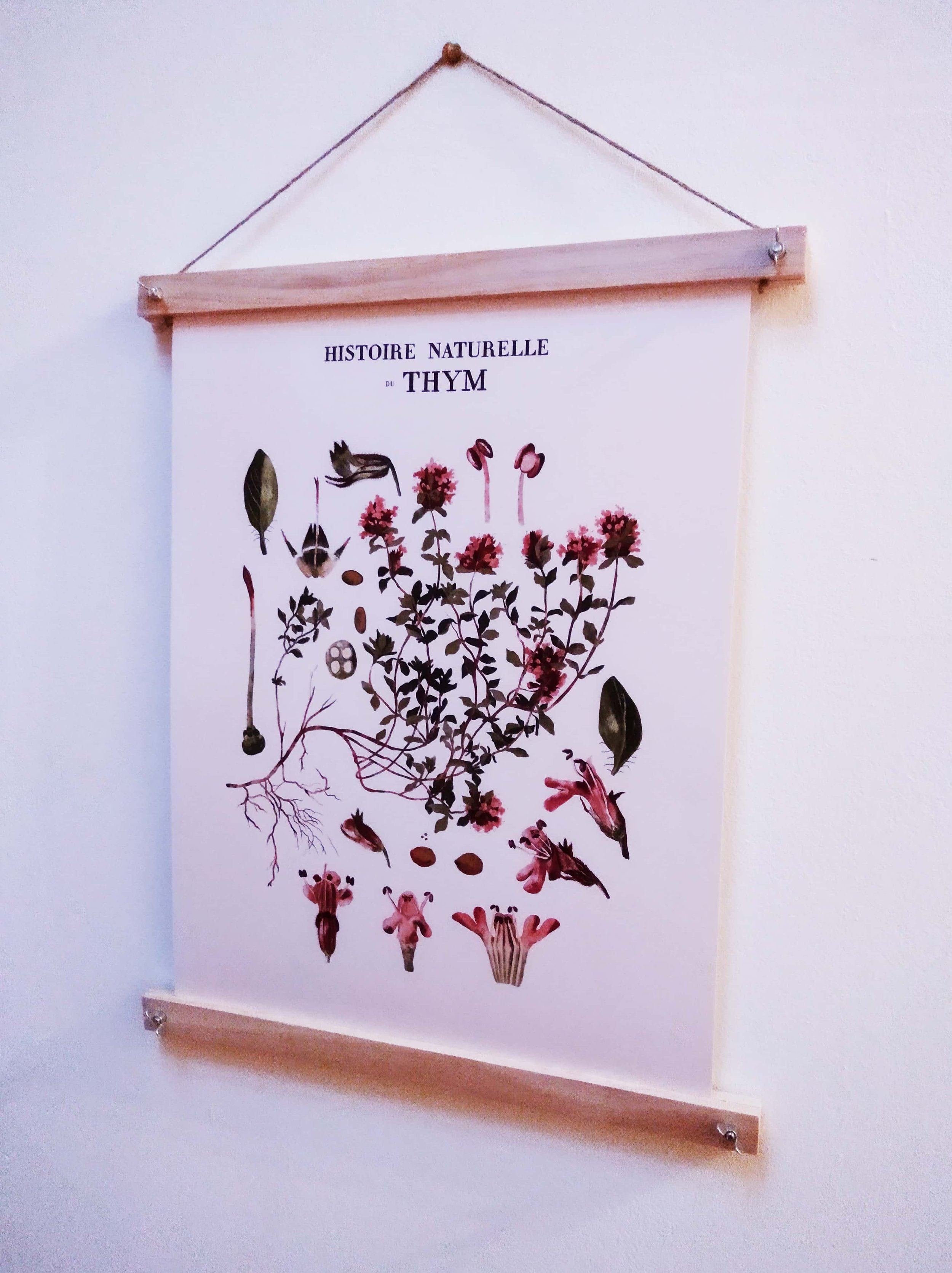 affiche-maisonchapal-thym-vintage-botanique-baguettes-bois-02.jpg
