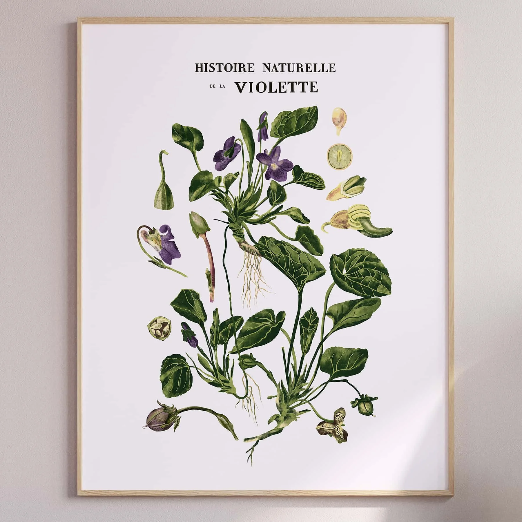 Affiche vintage botanique Histoire naturelle de la violette Maison Chapal Décoration intérieure Fleur Nature Plante Dessin Illustration Toulouse