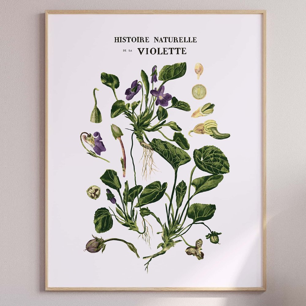 Histoire naturelle de la violette — Maison Chapal • Illustration • Enfance,  Nature et Vintage