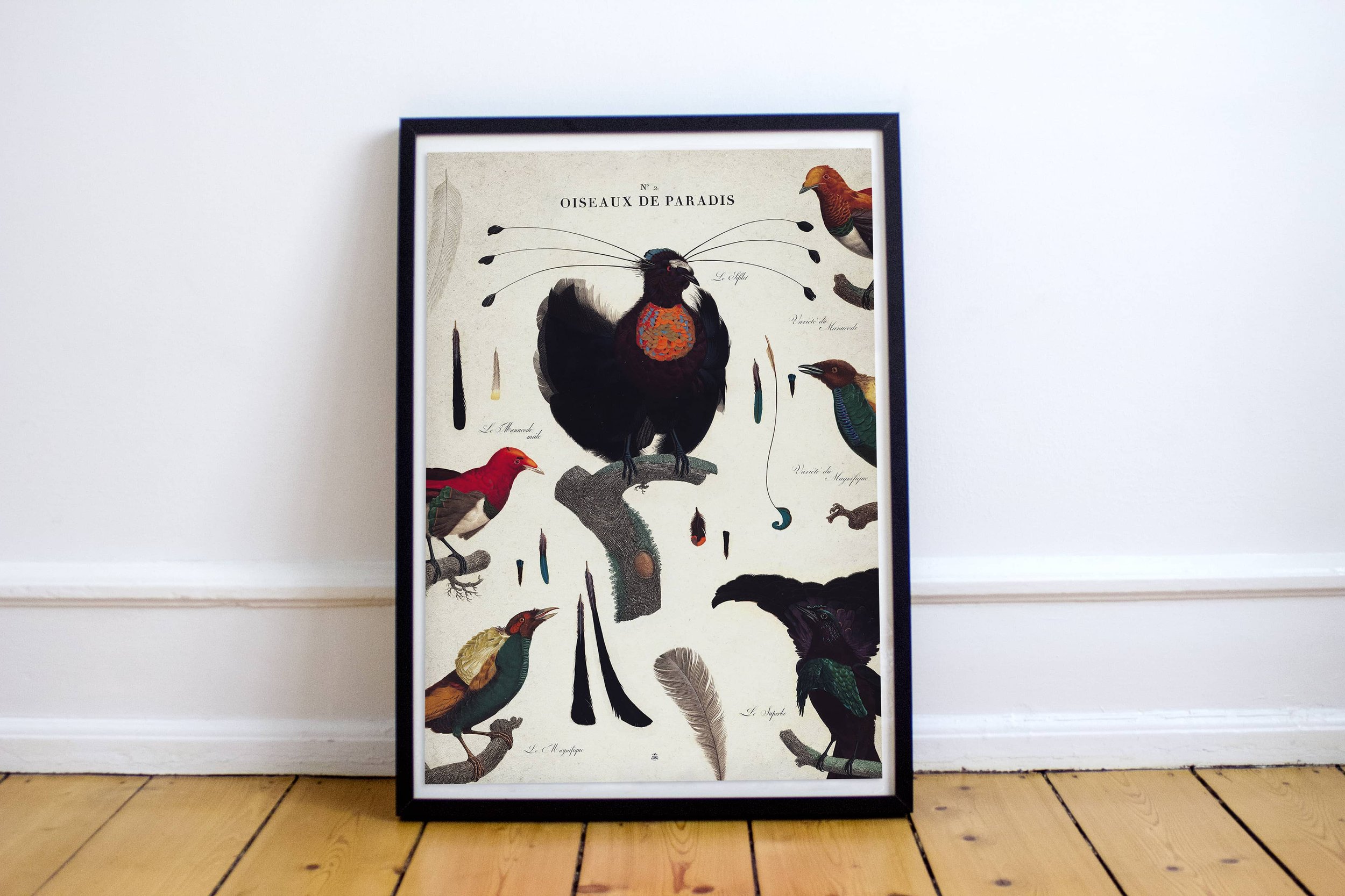 Histoire naturelle des Oiseaux • Planche ornithologique ancienne vintage