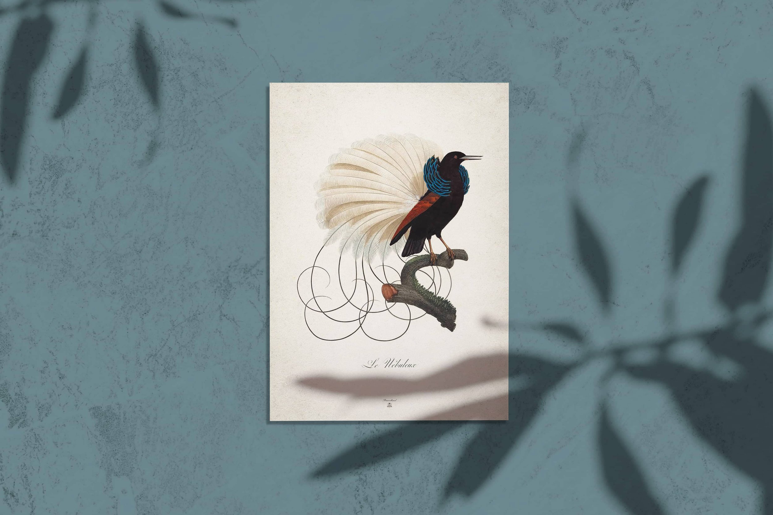 Histoire naturelle des Oiseaux • Planche ornithologique ancienne vintage