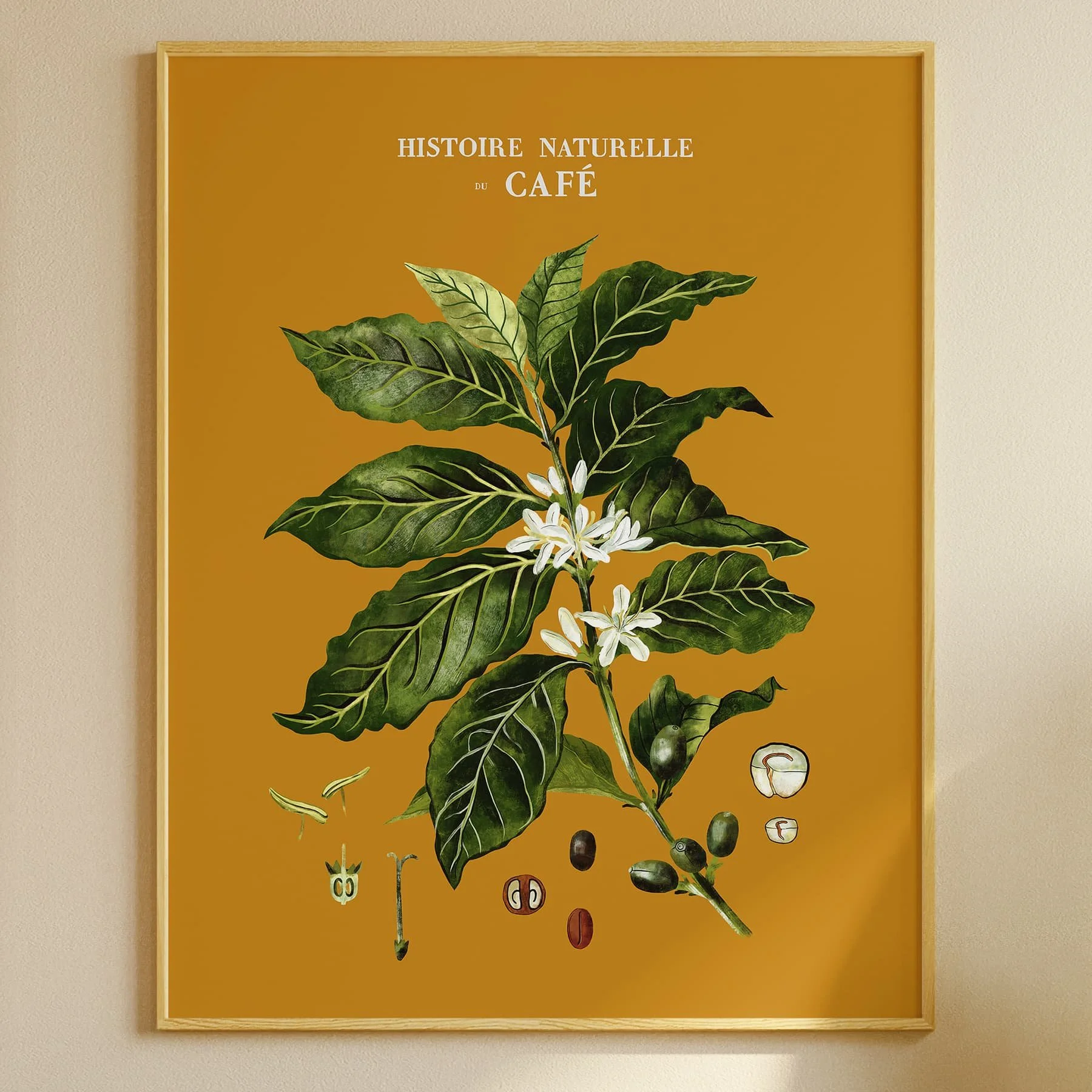 Affiche vintage botanique Histoire naturelle du café Maison Chapal Décoration intérieure Fleur Nature Plante Dessin Illustration