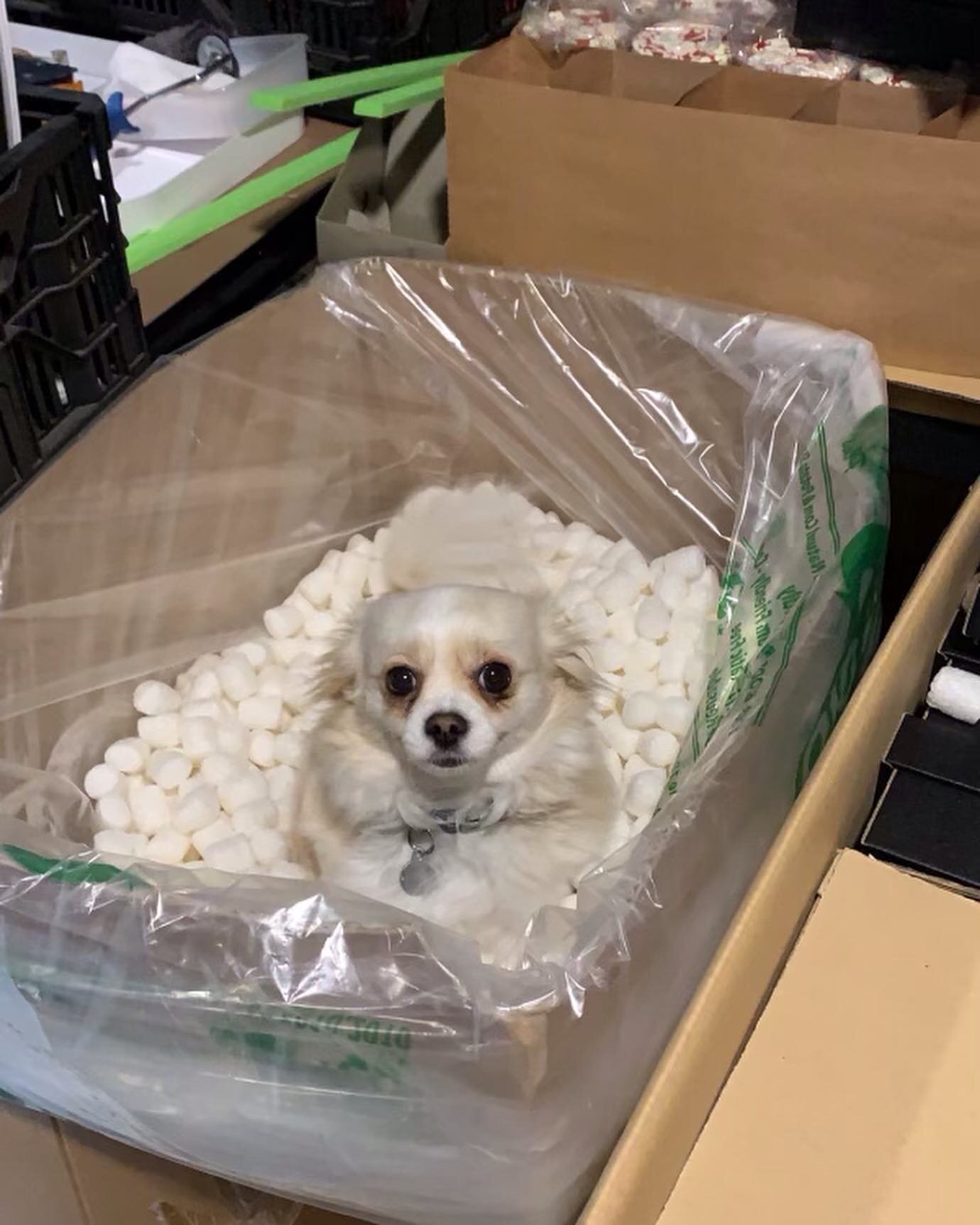 I know &hellip; dog pictures &hellip; Chibi loves to help out in the warehouse (not 🤔) 🥰🥰🥰
.
.
.
.
#chihuahua #dogsofinstagram #dogs #workingdog #kawaii #conceptjapan