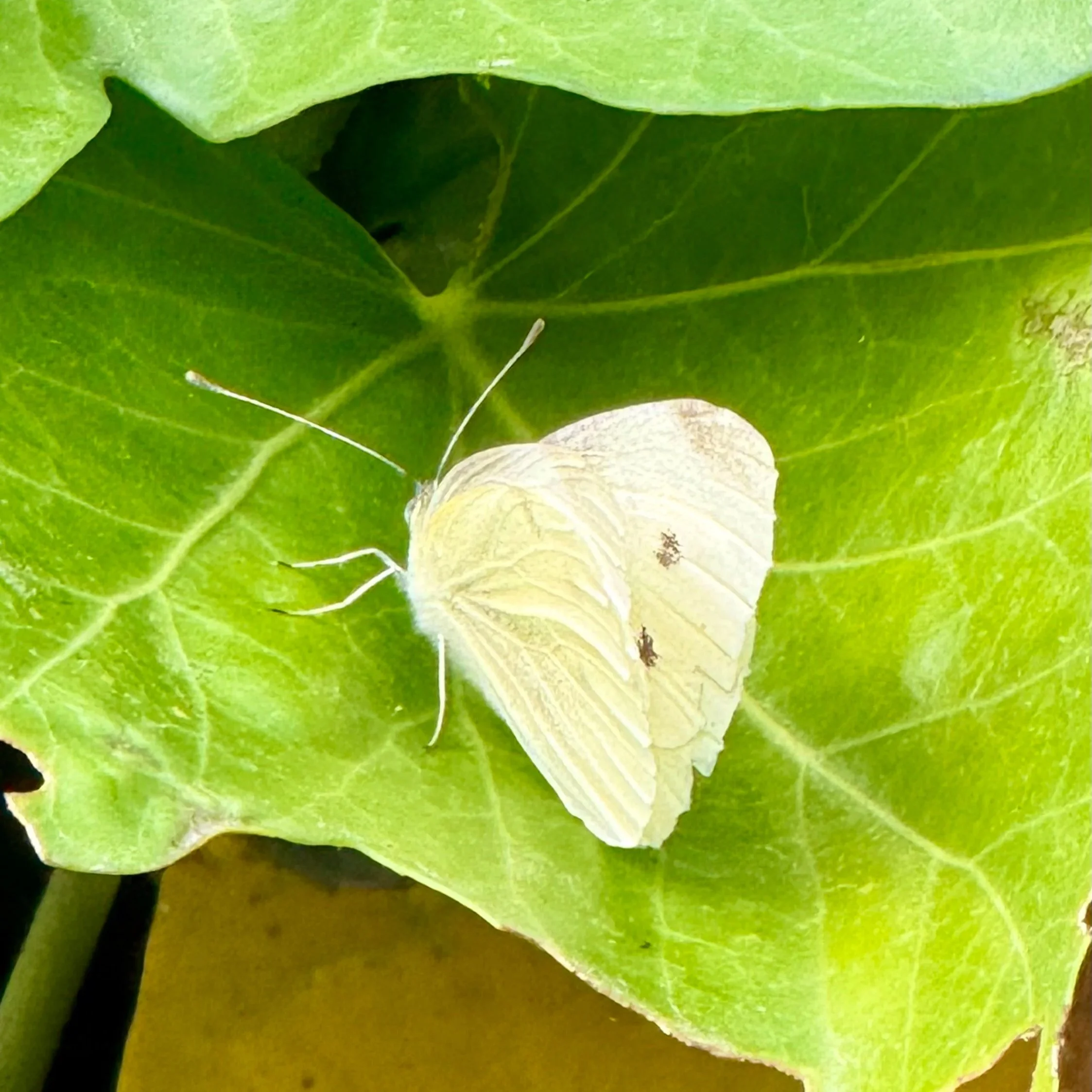 White butterfly in the practice garden.