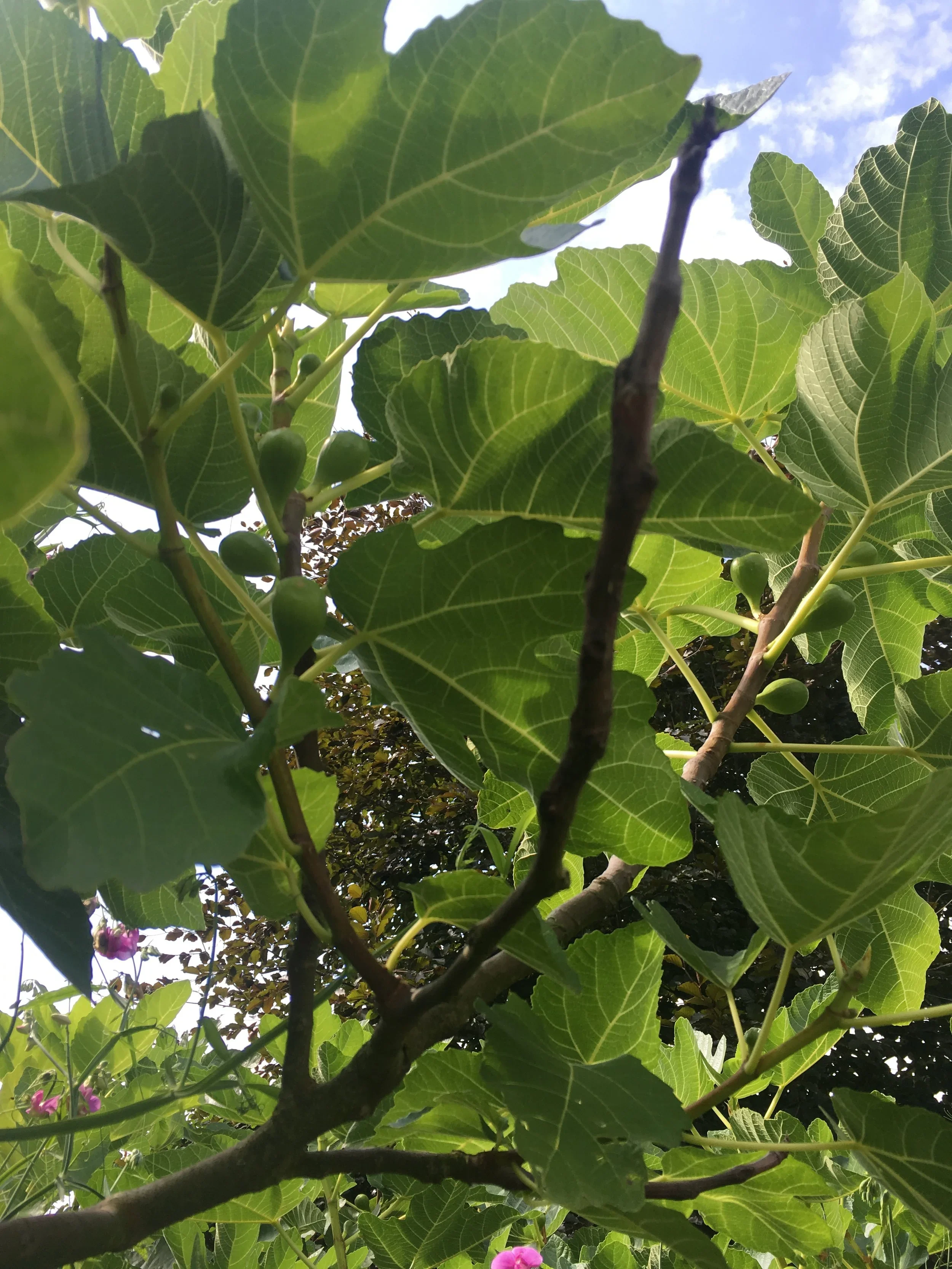 Fig tree.