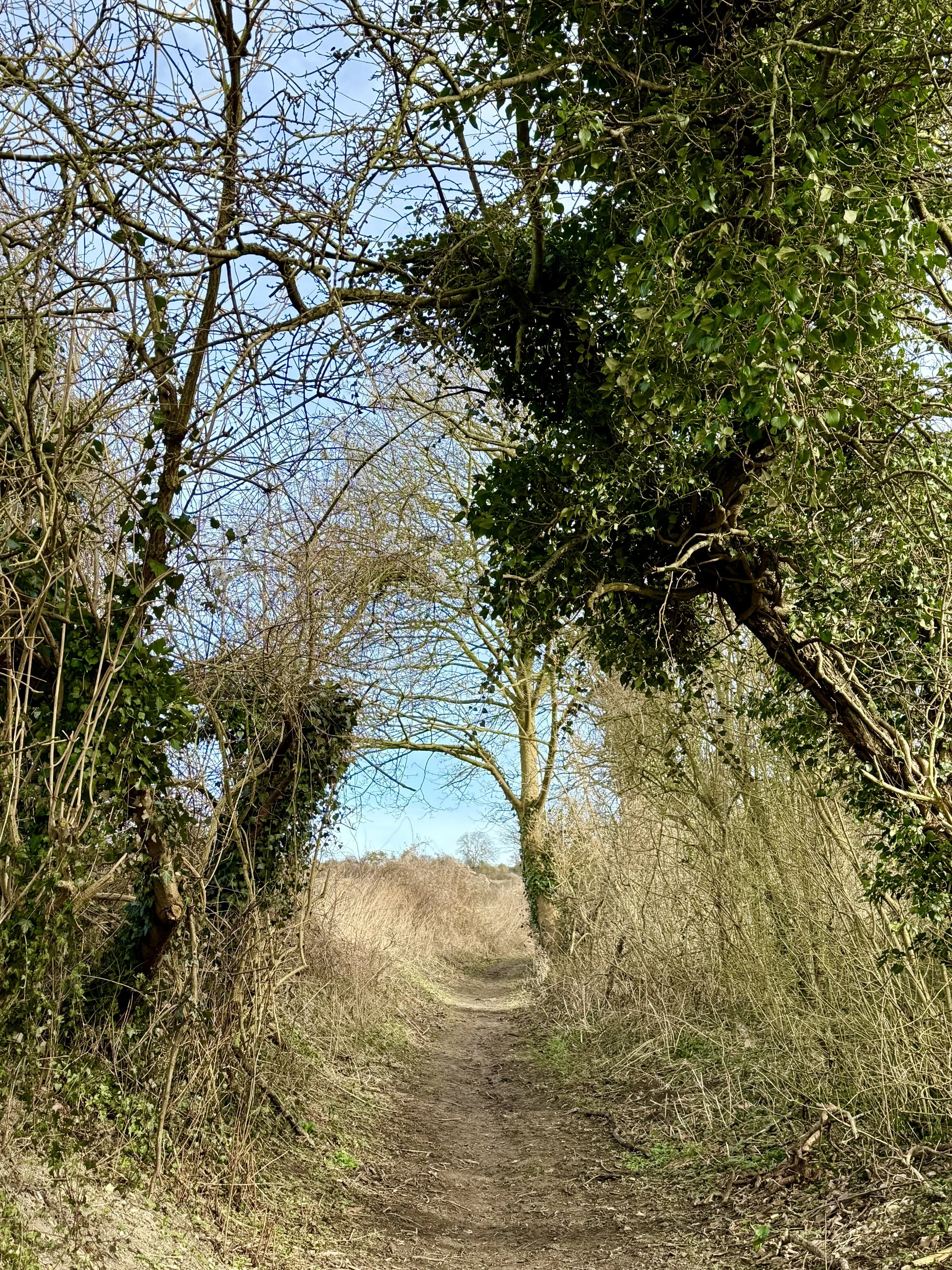 Beautiful sunken road with a view.