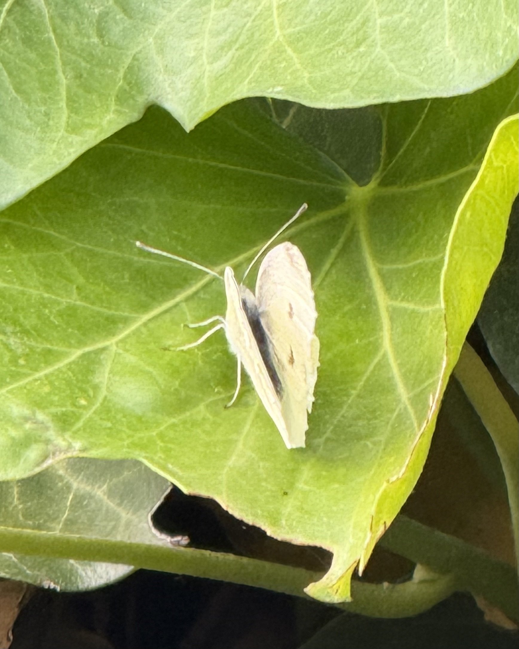 Butterfly in the practice garden.