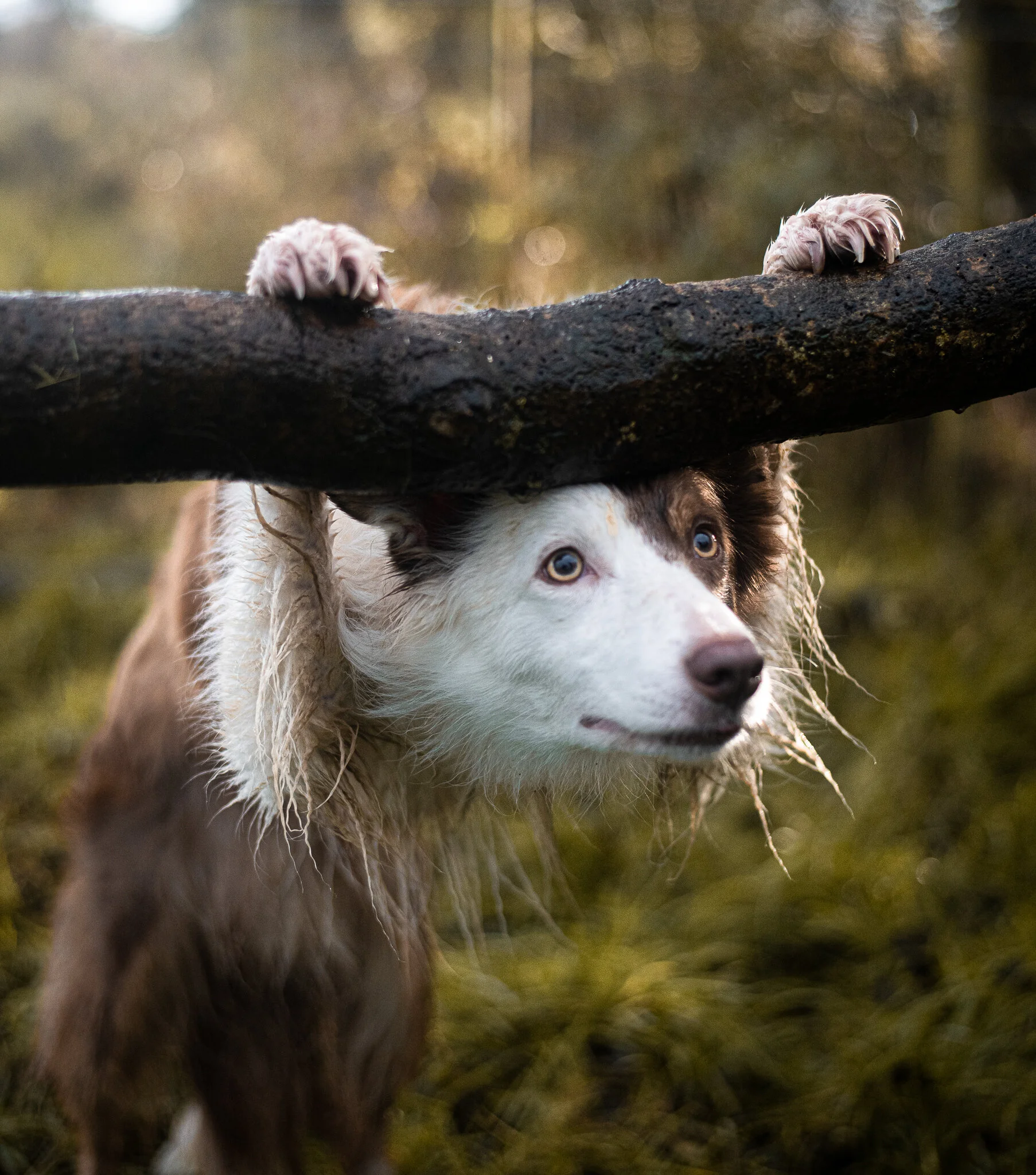 flossy (6 of 1).jpg