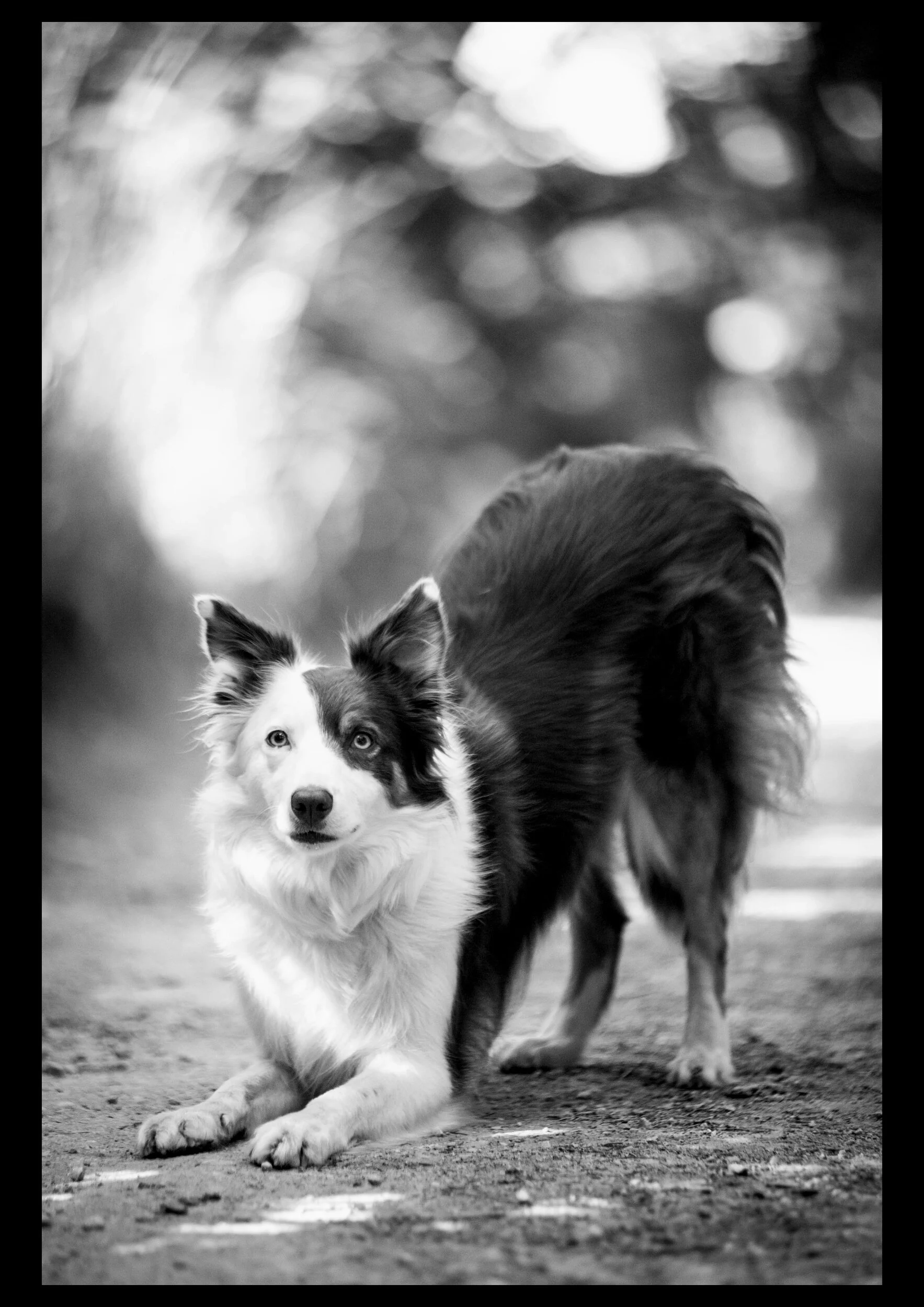 processed_a4(3).jpg