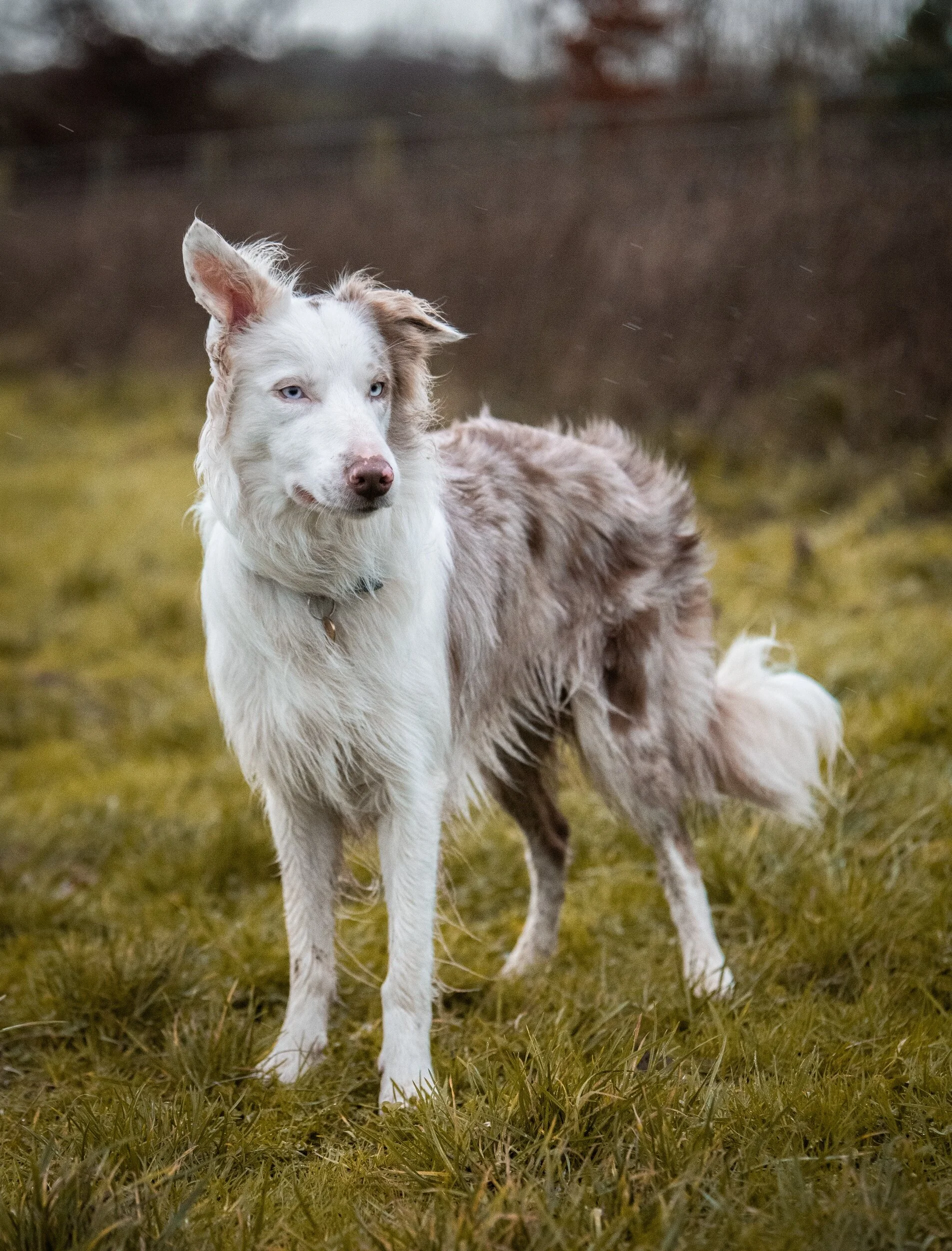 processed_earflop (6 of 1).jpg