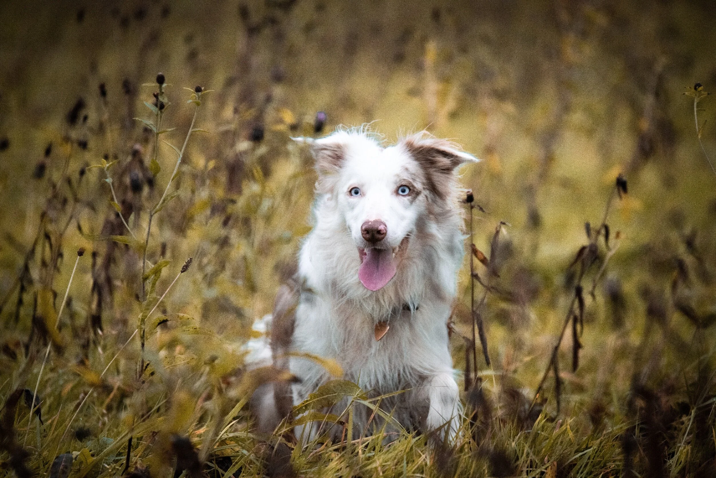 processed_longgrass (7 of 2).jpg