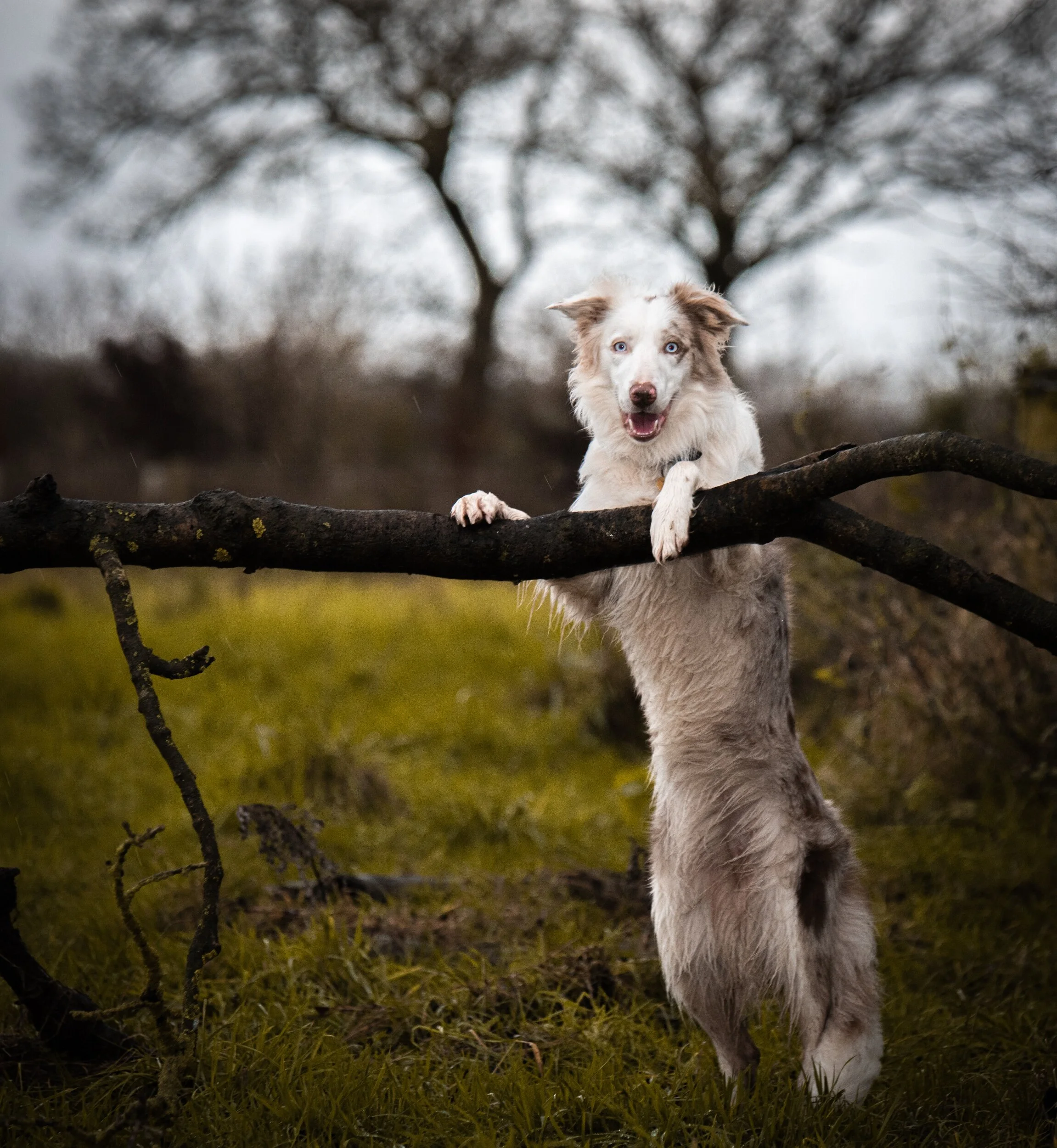processed_wispbranch (6 of 1).jpg
