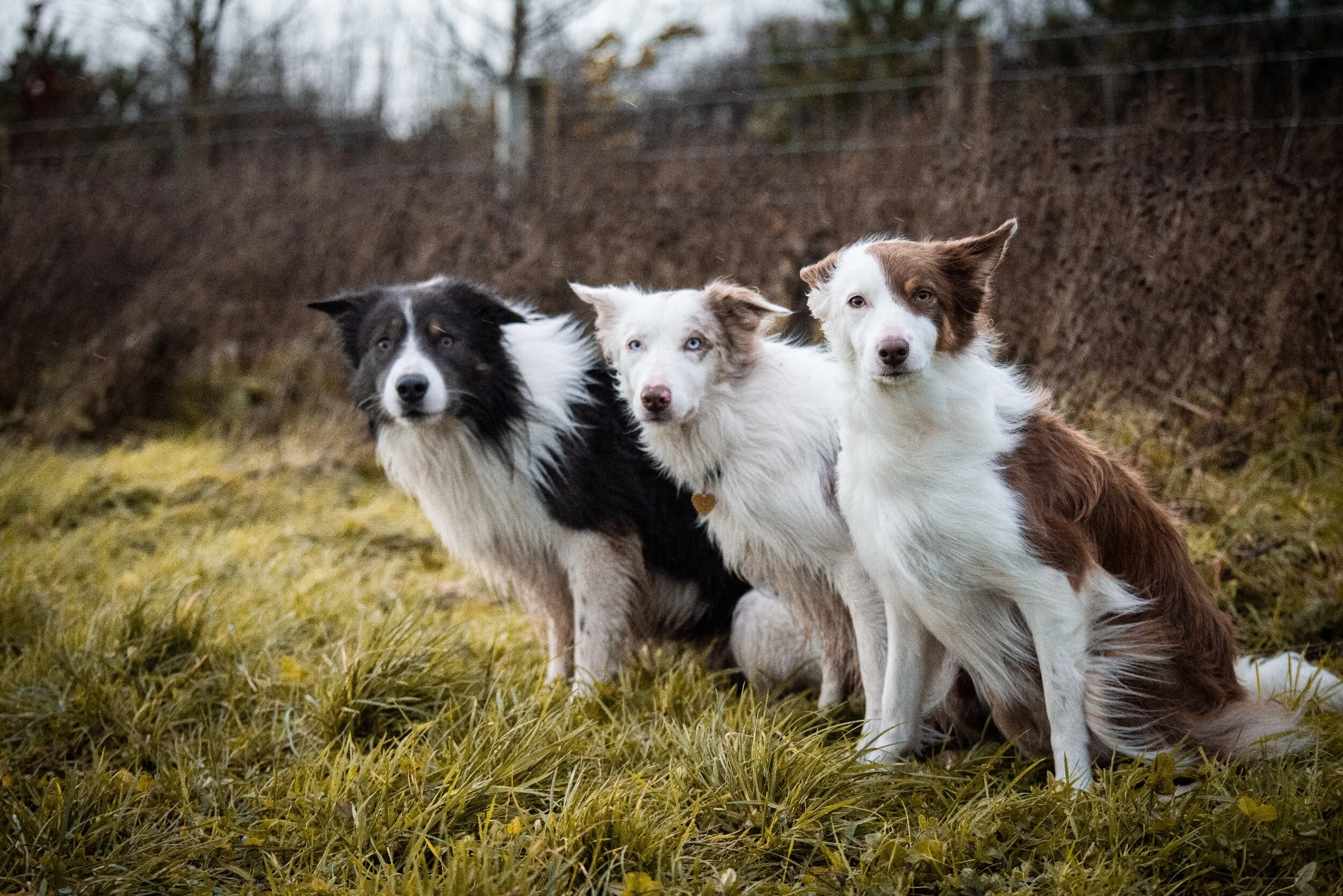 processed_group3 (6 of 1).jpg