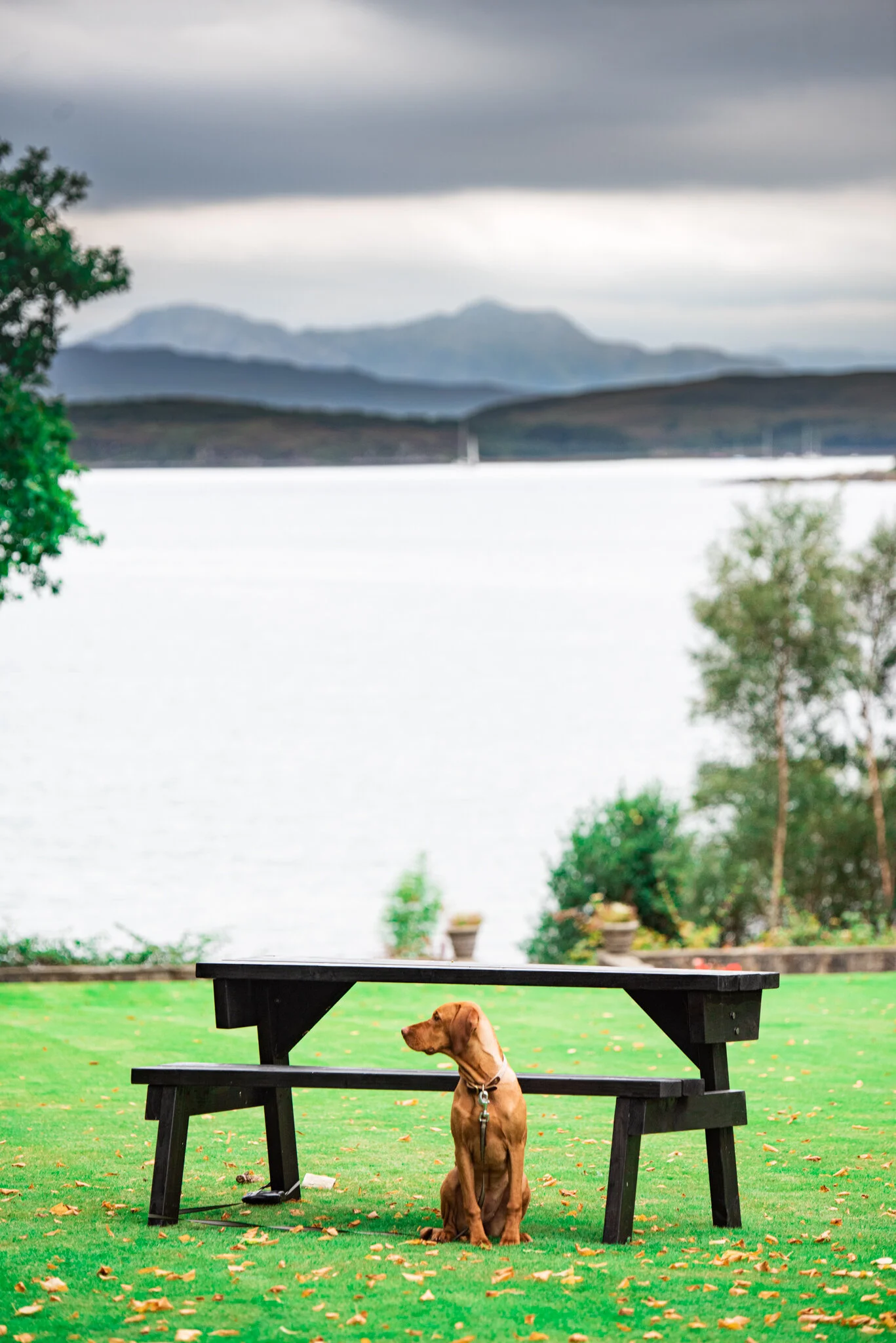 doggo (6 of 1).jpg