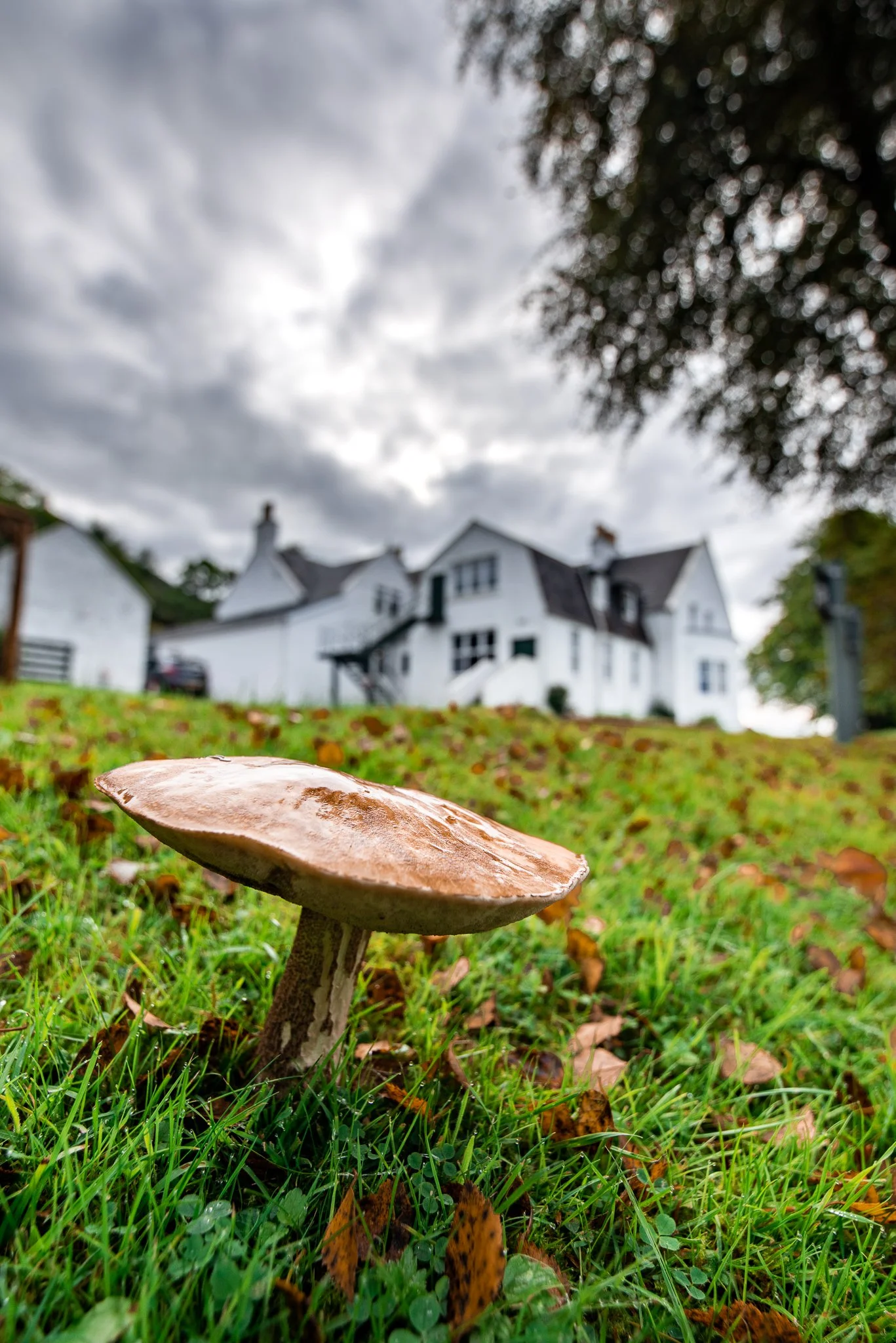 mushroom (6 of 1).jpg