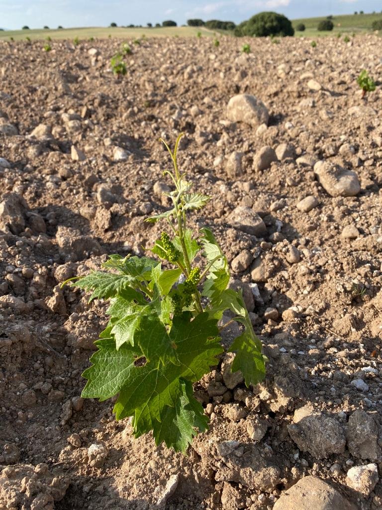 WhatsApp Image 2021-06-02 at 19.41.53.jpeg