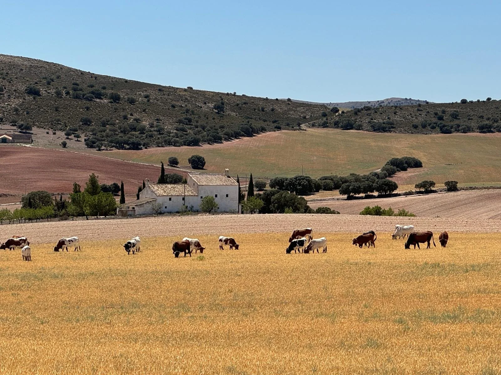 Título de la publicación de blog cuatro