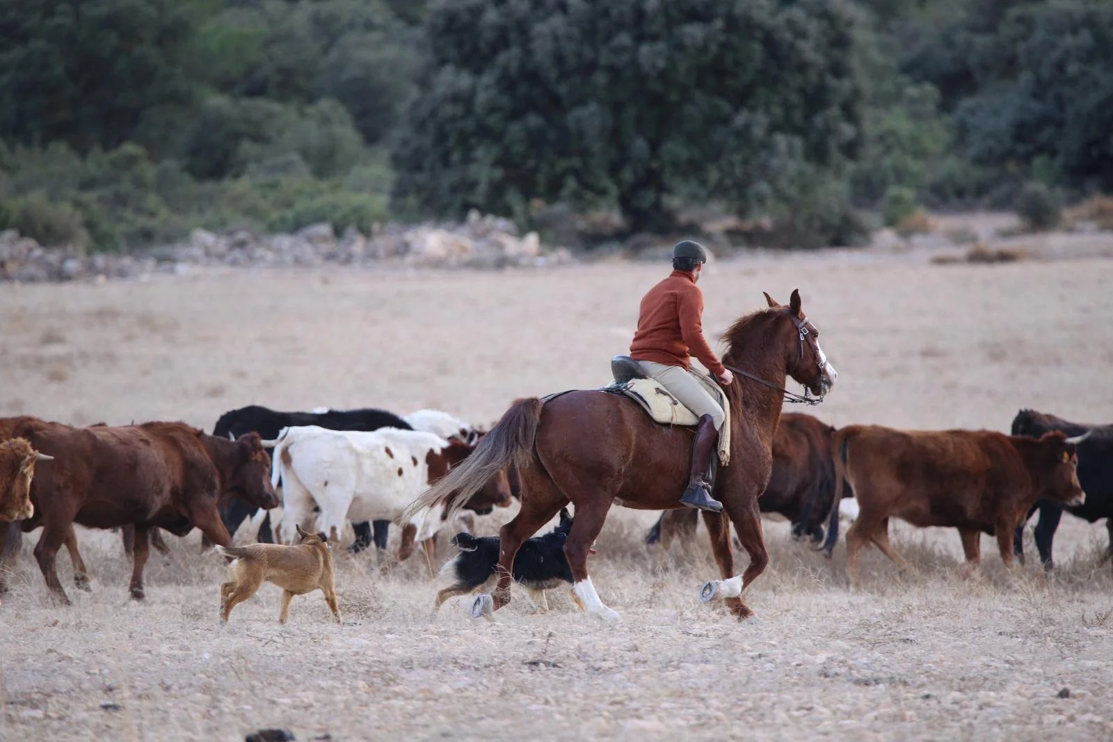 WhatsApp Image 2026-03-03 at 12.41.57.jpeg