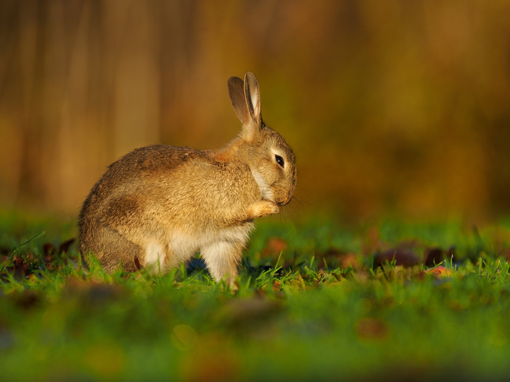 A rabbit grooming in morning light