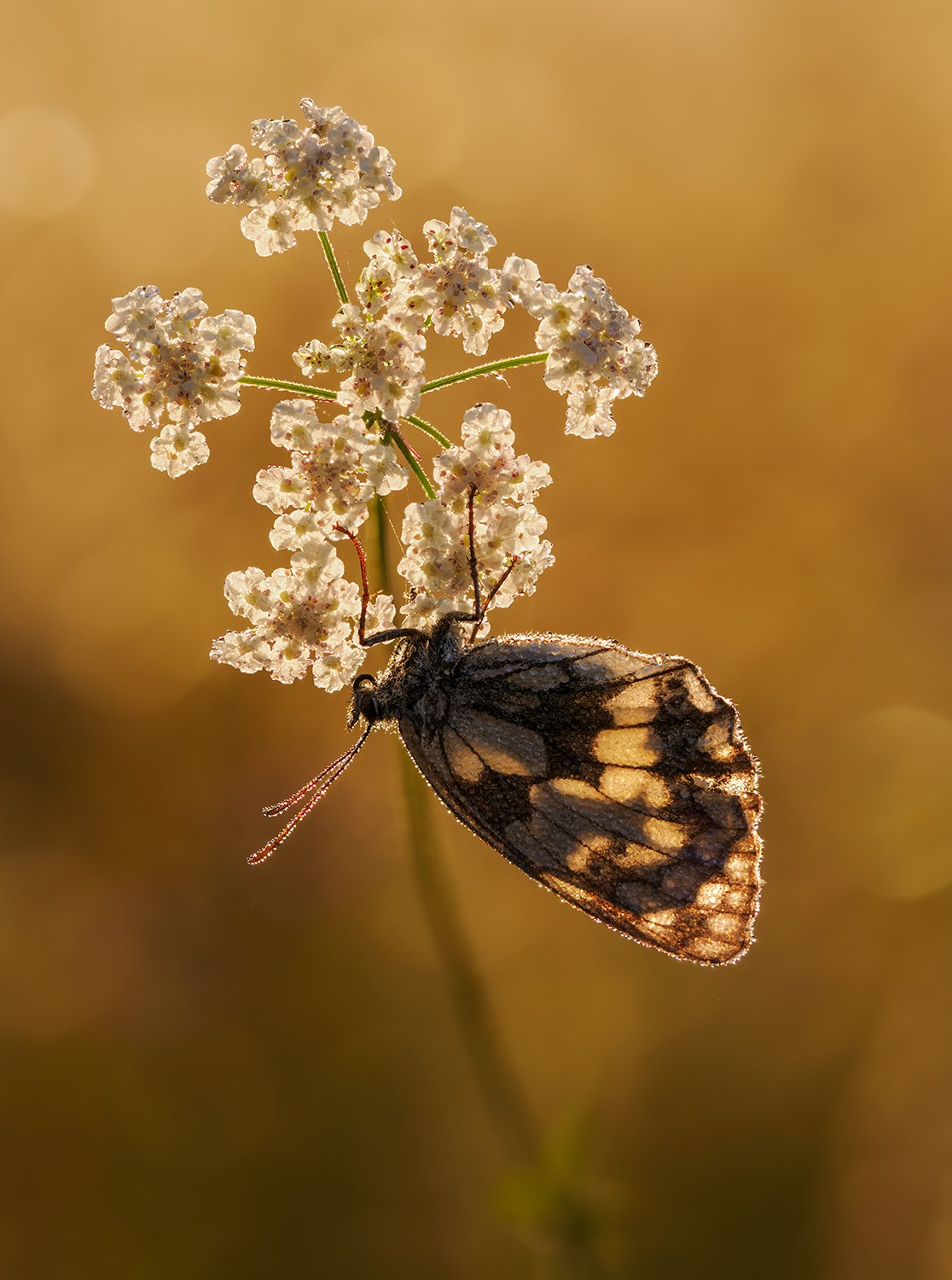 Backlit Marbled WHite.jpg