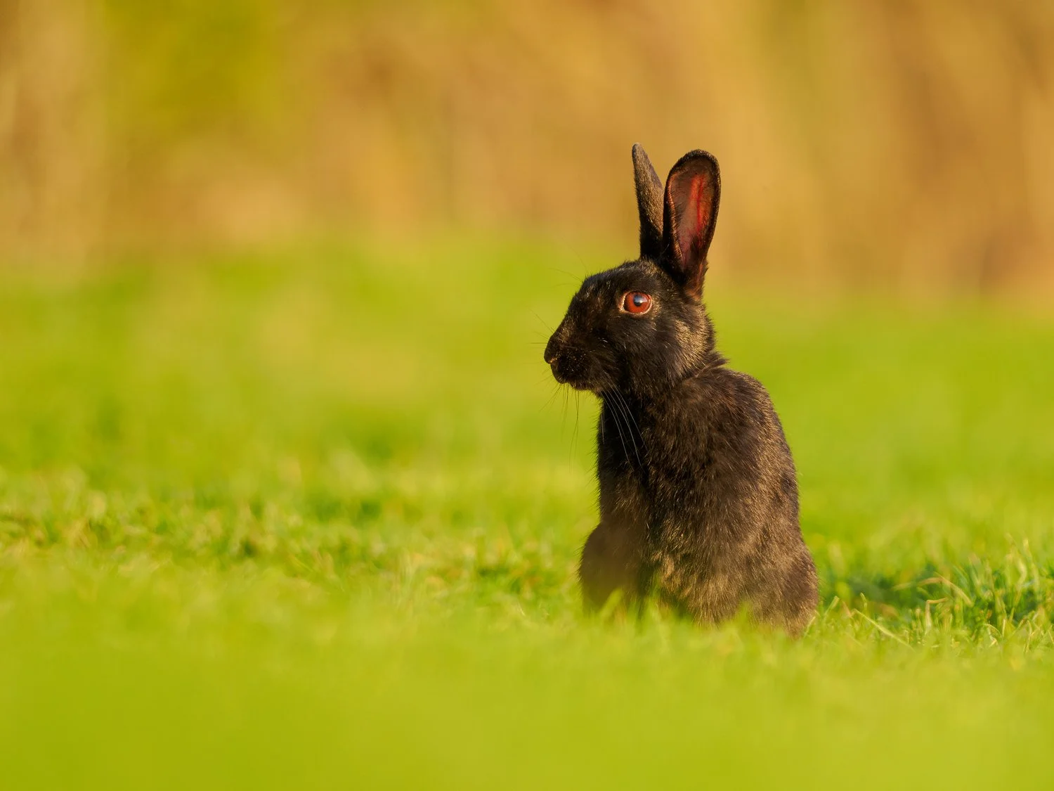 A wild black rabbit