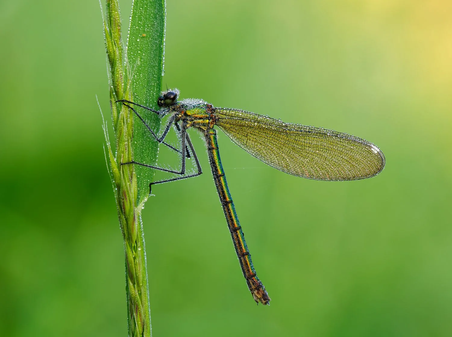 A female banded demoiselle
