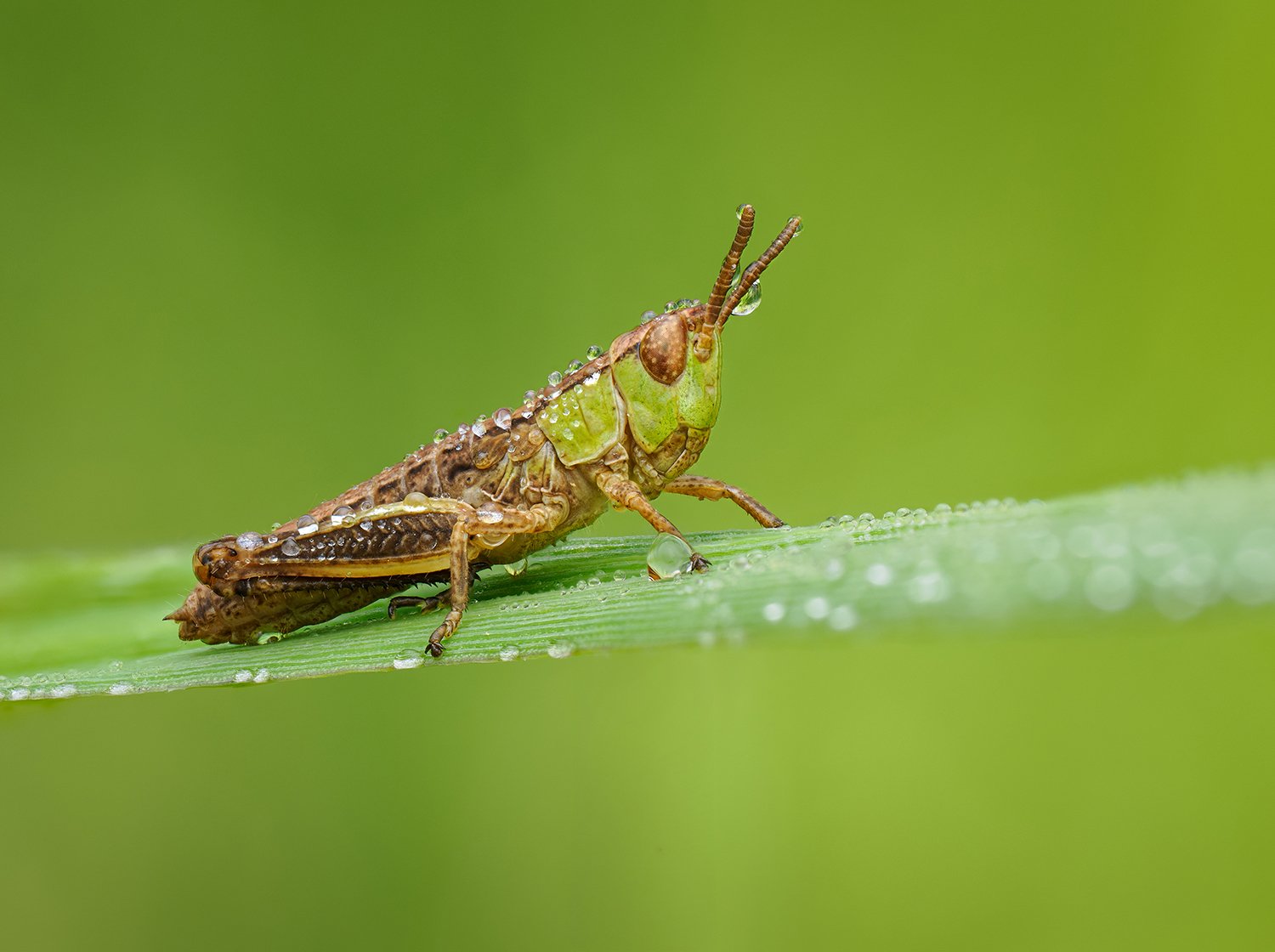 Grasshopper nymph.jpg
