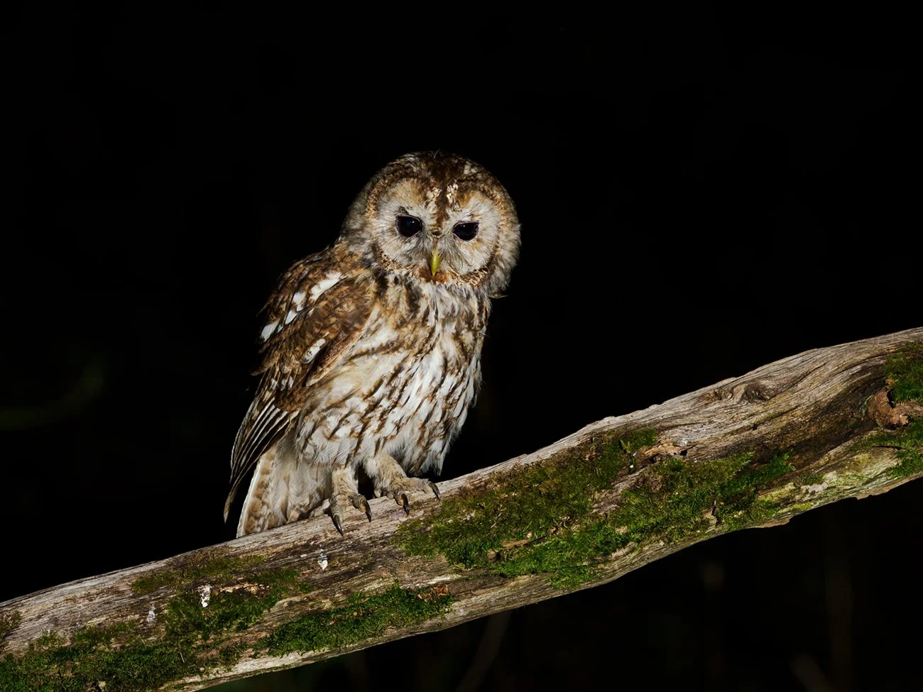 A tawny owl perched at night