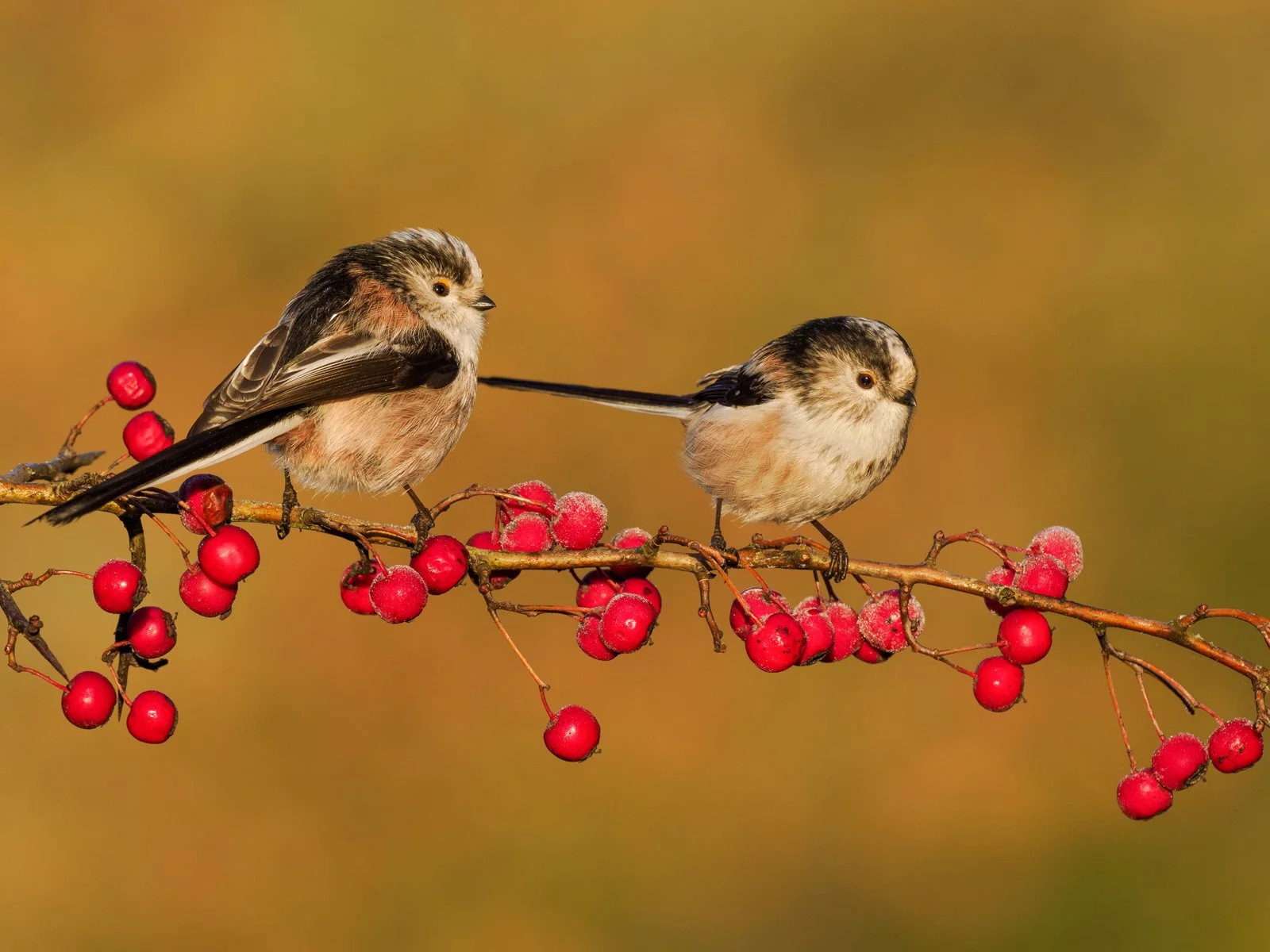A pair of long-tailed tits on red berries