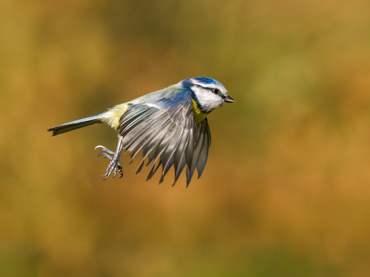 A blue tit in flight