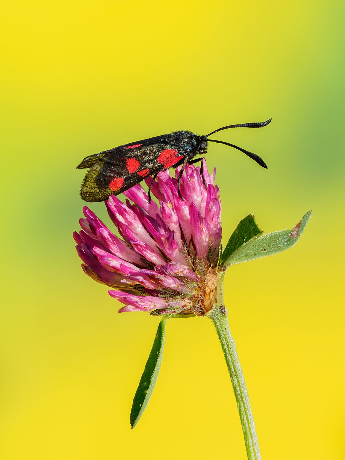A 5 spot burnet moth on a red clover flower