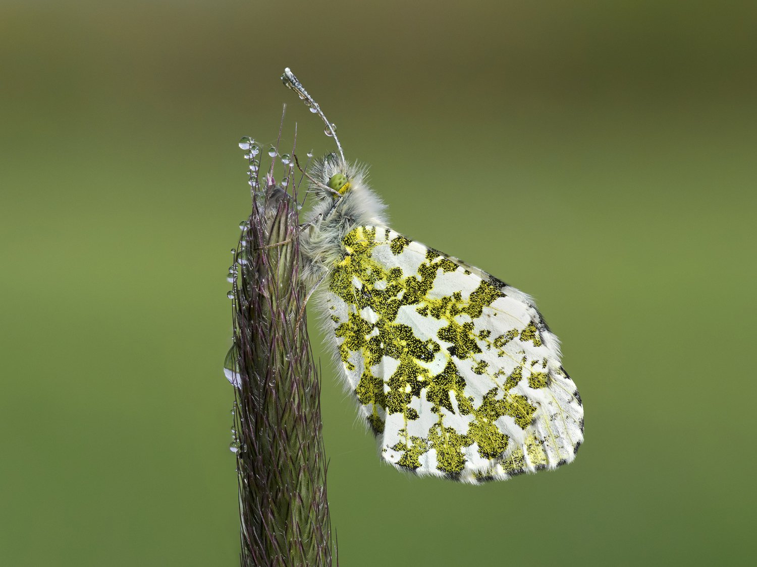 An orange tip butterfly with closed wings