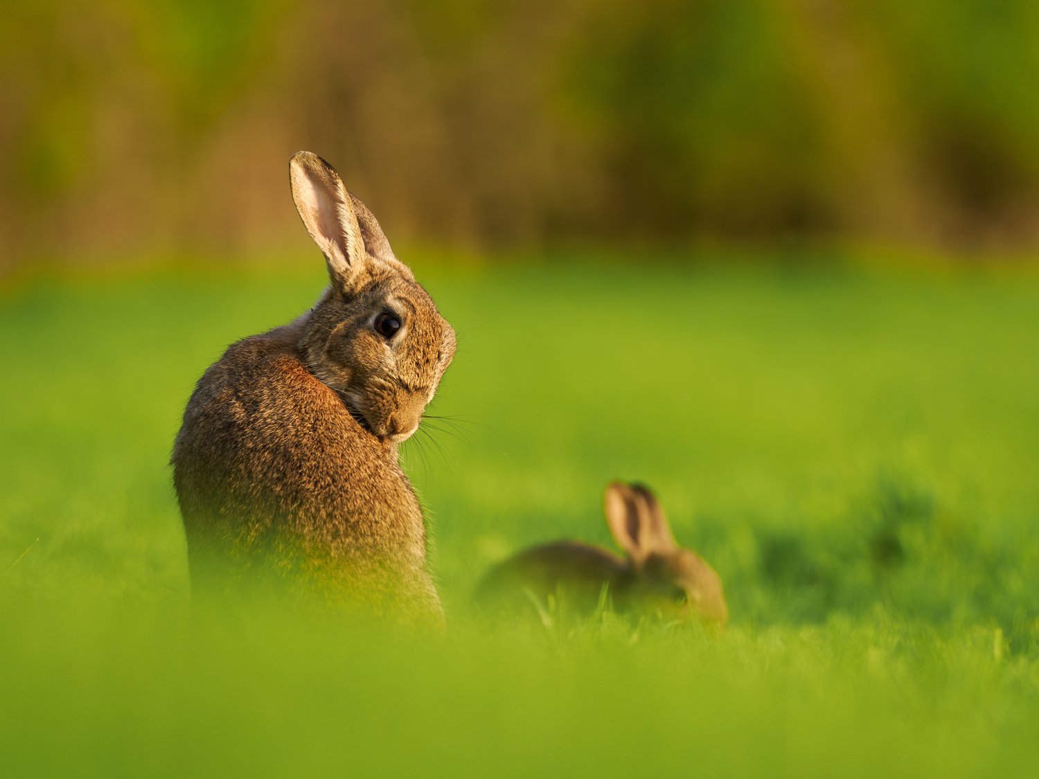 A wild rabbit grooming itself
