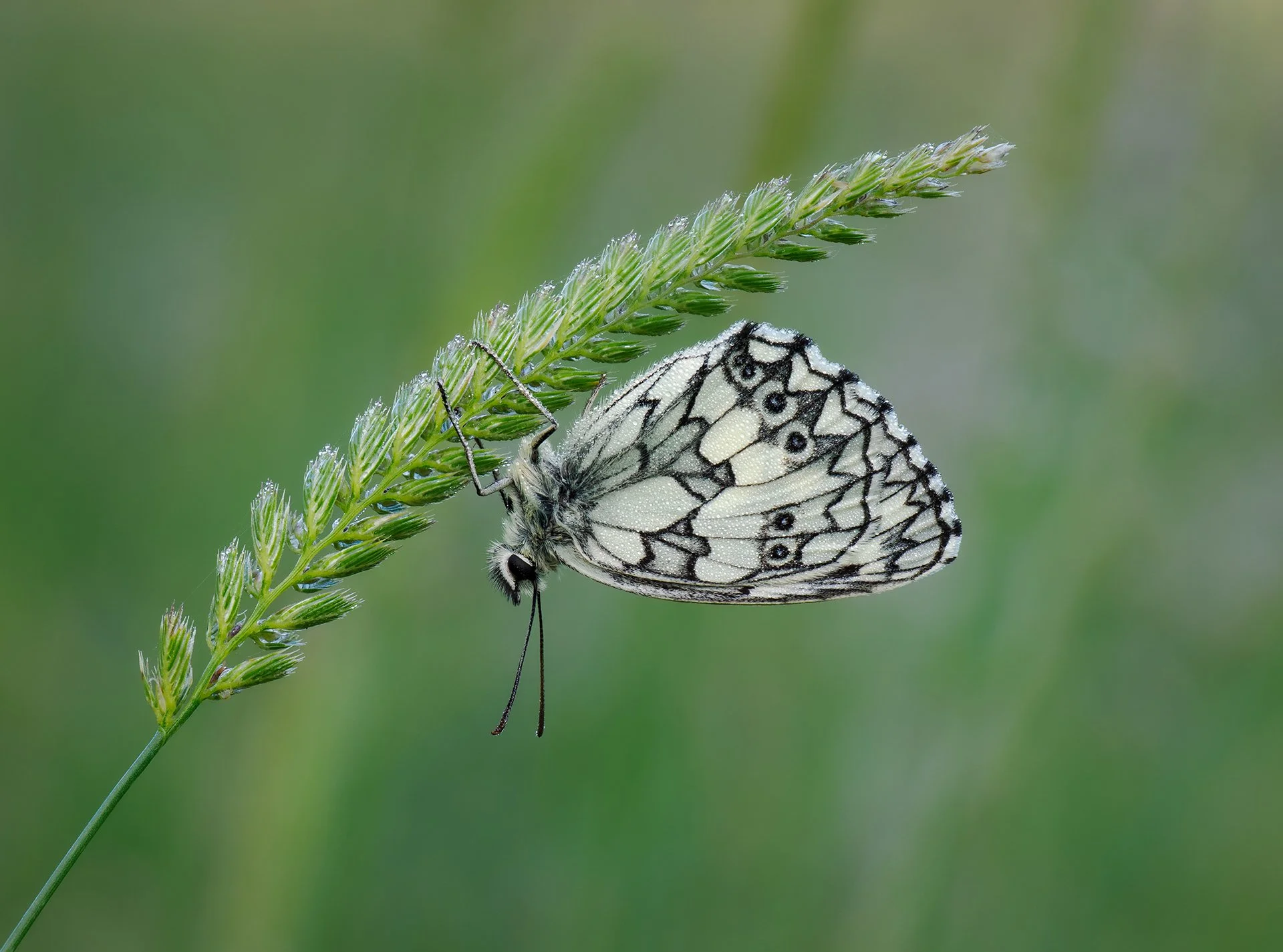 Marbled White Header.jpg